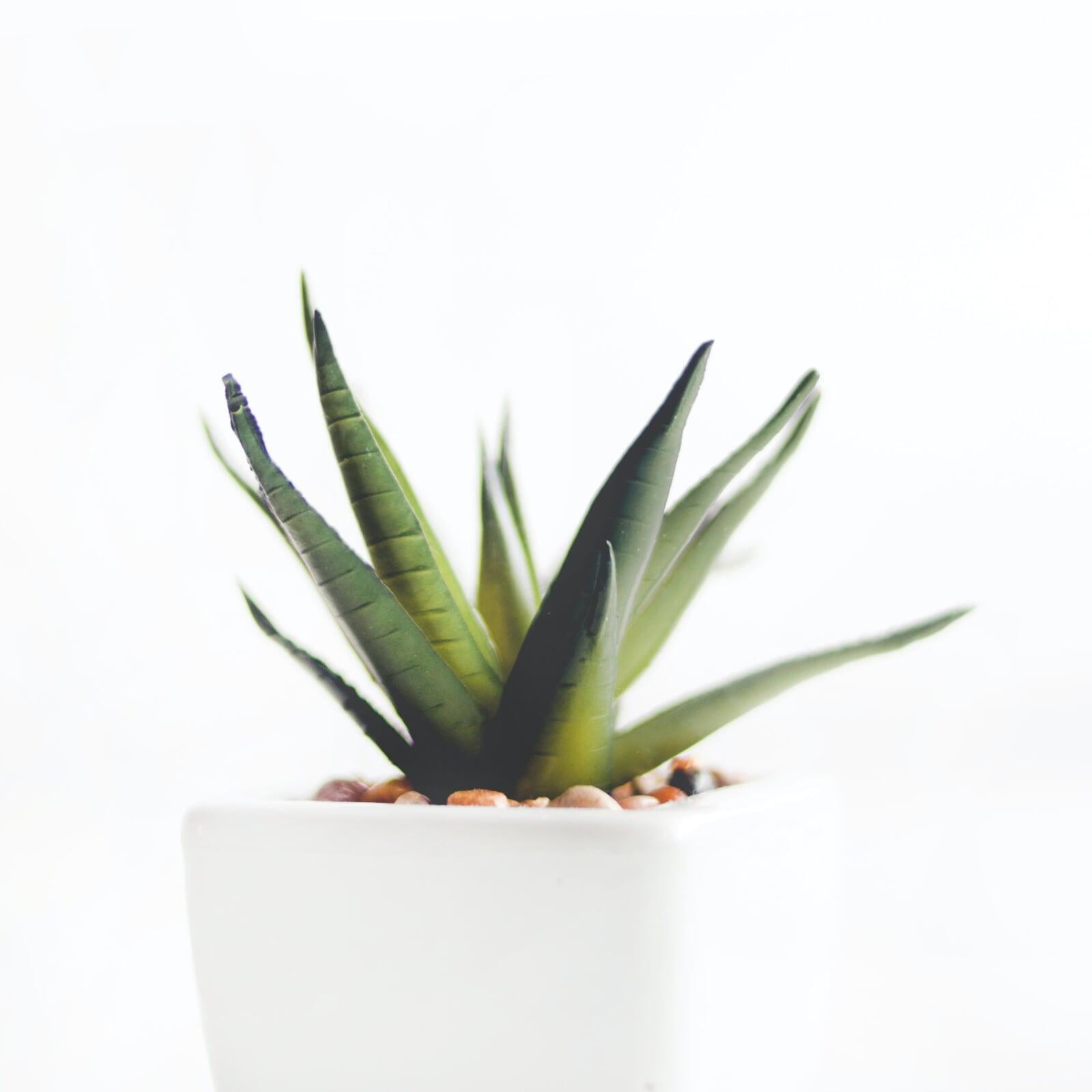 Aloe vera